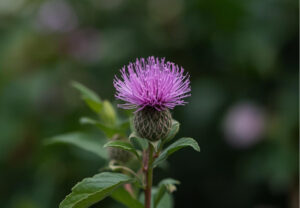 Koji silimarin kupiti - Top 5 proizvoda u 2026.